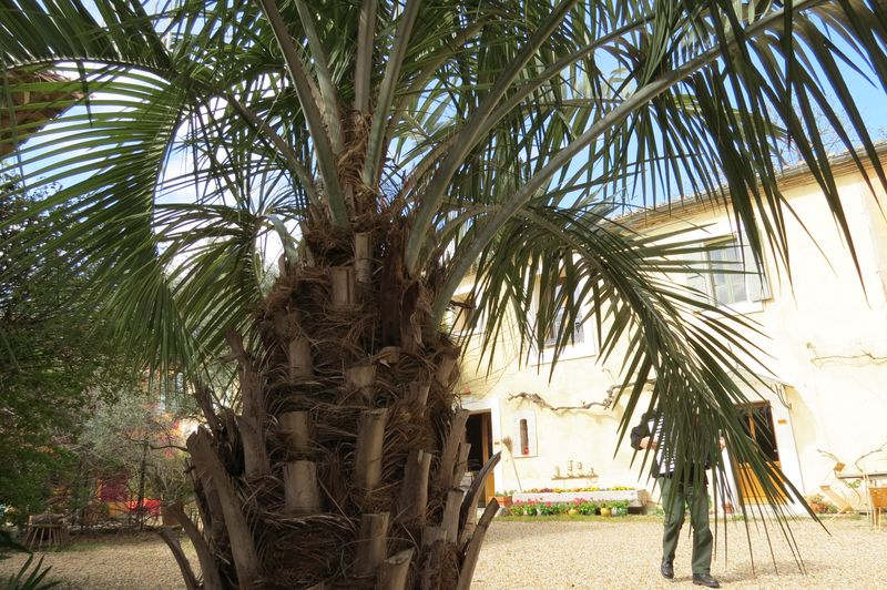 2016_Fiesta_Cast_pti (21)